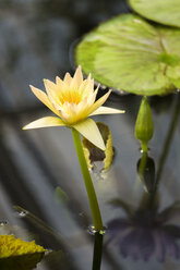 UK, London, Kew, Royal Botanic Gardens, Kew Gardens, yellow lily - WEF000133