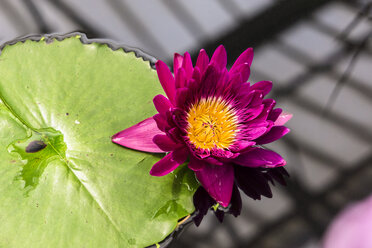 UK, London, Kew, Royal Botanic Gardens, Kew Gardens, pink water lily and lily pad - WEF000134