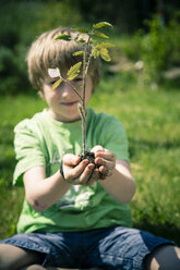 Little boy holding tomato plant in his hands - SARF000701