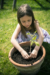 Little girl planting tomato plant - SARF000694