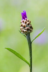 Knospe der violetten Kornblume, Centaurea cyanus, vor grünem Hintergrund - SRF000563