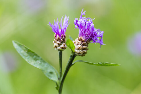 Two buds of violet cornflower, Centaurea cyanus, in front of green background - SRF000564