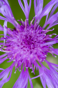 Violette Blüte der Kornblume, Centaurea cyanus, Teilansicht - SRF000565