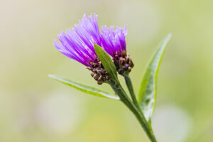 Zwei Blüten der violetten Kornblume, Centaurea cyanus, vor grünem Hintergrund - SRF000566