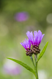 Zwei Blüten der violetten Kornblume, Centaurea cyanus, vor grünem Hintergrund - SRF000567