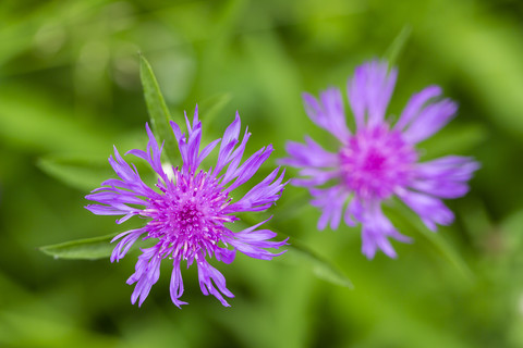 Zwei Blüten der violetten Kornblume, Centaurea cyanus, vor grünem Hintergrund, Ansicht von oben, lizenzfreies Stockfoto