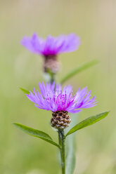 Zwei Blüten der violetten Kornblume, Centaurea cyanus - SRF000569