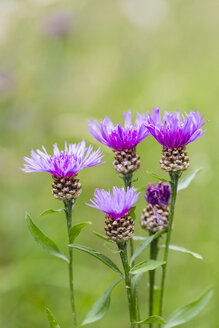 Fünf Blüten der violetten Kornblume, Centaurea cyanus, vor grünem Hintergrund - SRF000570