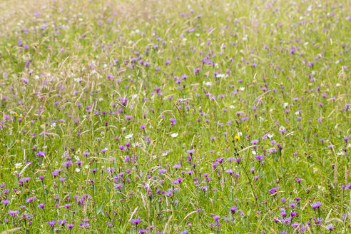 Kornblumenwiese, Centaurea cyanus - SRF000571