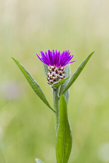 Knospe der violetten Kornblume, Centaurea cyanus - SRF000573