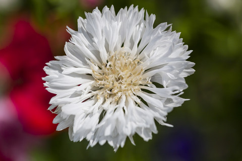 Blüte der weißen Kornblume, Centaurea cyanus, lizenzfreies Stockfoto