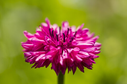 Blüte der rosa Kornblume, Centaurea cyanus, vor grünem Hintergrund - SRF000575