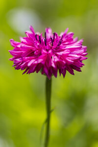 Blüte der rosa Kornblume, Centaurea cyanus, vor grünem Hintergrund - SRF000576