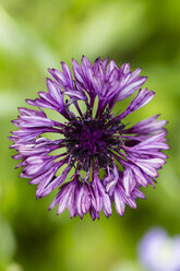 Blüte der violetten Kornblume, Centaurea cyanus, Ansicht von oben - SRF000577