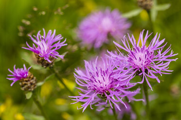 Fünf Blüten der violetten Kornblume, Centaurea cyanus, vor grünem Hintergrund - SRF000578