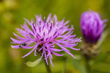 Two blossoms of violet cornflower, Centaurea cyanus, in front of green background - SRF000579