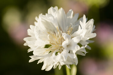 Blossom of white cornflower, Centaurea cyanus - SRF000580