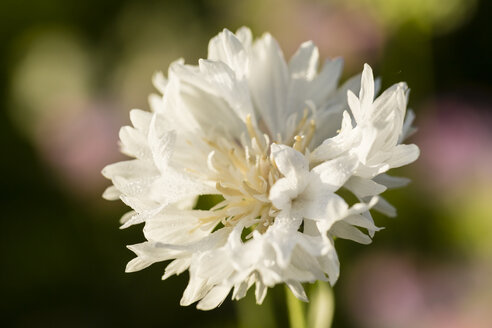 Blüte der weißen Kornblume, Centaurea cyanus - SRF000580