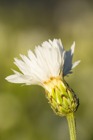 Blüte der weißen Kornblume, Centaurea cyanus, vor grünem Hintergrund, lizenzfreies Stockfoto