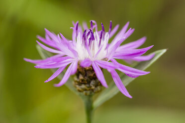 Blüten der rosa Kornblume, Centaurea cyanus, vor grünem Hintergrund - SRF000582