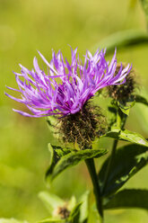 Blüte der violetten Kornblume, Centaurea cyanus - SRF000584