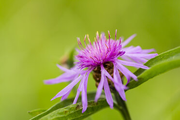 Blüte der violetten Kornblume, Centaurea cyanus, vor grünem Hintergrund - SRF000585