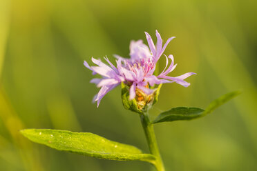 Blüte der violetten Kornblume, Centaurea cyanus, vor grünem Hintergrund - SRF000586