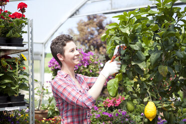 Female gardener trimminglemon tree in greenhouse - MAEF008439