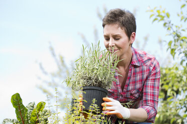 Porträt einer Gärtnerin, die an Lavendel (Lavendula) im Topf riecht - MAEF008424