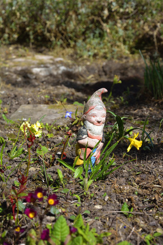 Alter Gartenzwerg hinter einer Narzisse, Narcissus pseudonarcissus, stehend, lizenzfreies Stockfoto