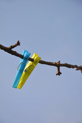 A blue and a yellow clothes peg hanging on a branch in front of blue sky - AXF000696