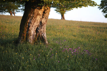 Deutschland, Schwarzwald, Buche, Windgepeitschter Baum am Abend - SGF000761