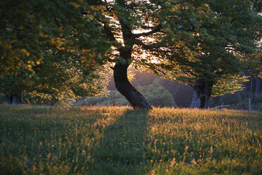 Deutschland, Schwarzwald, Buche, Windgepeitschter Baum am Abend - SGF000762