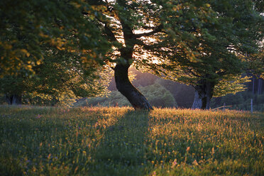 Germany, Black forest, Beech tree, Windswept tree in the evening - SGF000762