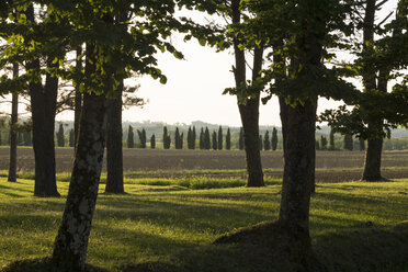 Italien, Toskana, Landschaft mit Zypressen bei Abbazia San Galgano - MYF000332