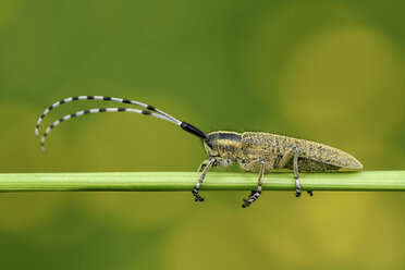 Goldblütiger Grauer Bock, Agapanthia villosoviridescens, vor grünem Hintergrund - MJOF000459