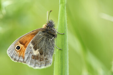 Kleine Heide, Coenonympha pamphilus, hängt an einem Grashalm - MJOF000456