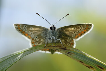 Brown Argus, Aricia agestis, sitting on blade of grass - MJOF000453