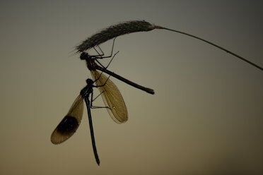 Zwei gebänderte Demoisellen, Calopteryx splendens, vor braunem Hintergrund - MJOF000451