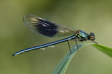 Banded demoiselle, Calopteryx splendens, sitting on blade of grass - MJOF000450