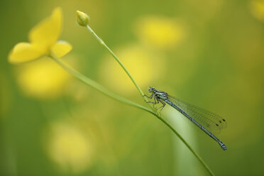 Gemeine Pechlibelle, Enallagma cyathigerum - MJOF000448