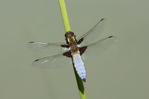 Breitblättriger Ziseleur, Libellula depressa, auf Grashalm, lizenzfreies Stockfoto