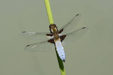 Broad-bodied chaser, Libellula depressa, on blade of grass - MJOF000437