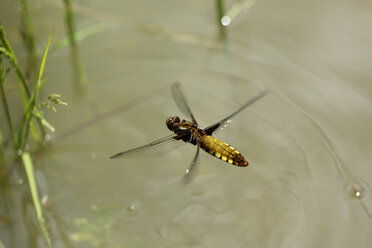 Breitfüßiger Stöberer, Libellula depressa, landet auf der Wasseroberfläche - MJOF000436