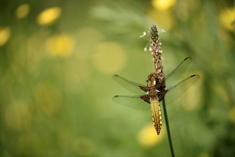 Broad-bodied chaser, Libellula depressa stock photo