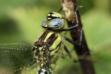 Frühjahrsschwärmer, Brachytron pratense, Nahaufnahme - MJOF000434