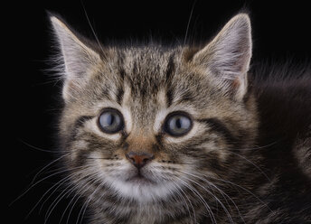 Porträt einer getigerten Katze vor schwarzem Hintergrund - MJOF000441