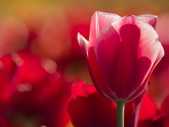 Red tulip - HHEF000103