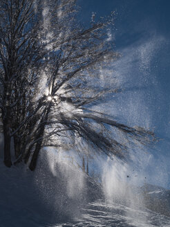 Snow-capped tree - HHEF000104