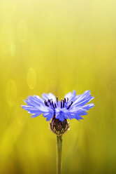 Bluebottle, Centaurea cyanus, in front of field - GOF000004